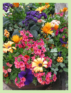Container Planting