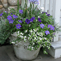 Seasonal Planter Blues