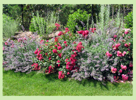 Mixed Perennial Border with pinks and blues